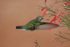 Cynanthus latirostris