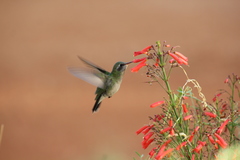 Cynanthus latirostris