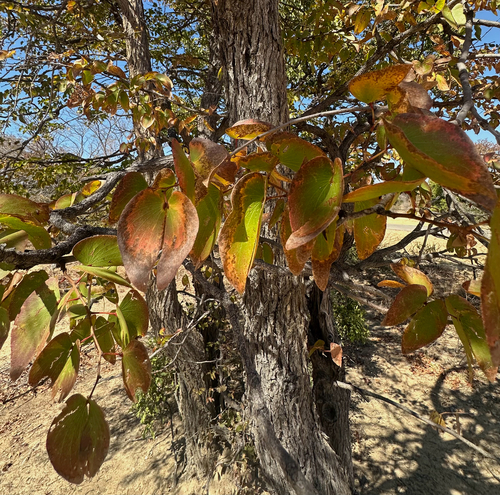 Mopane