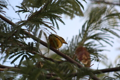 Piranga rubra