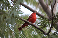 Piranga rubra