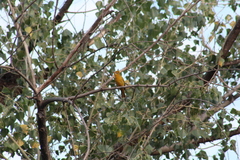 Piranga rubra