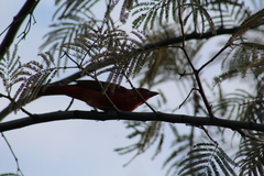 Piranga rubra