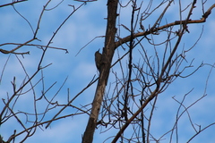Melanerpes uropygialis