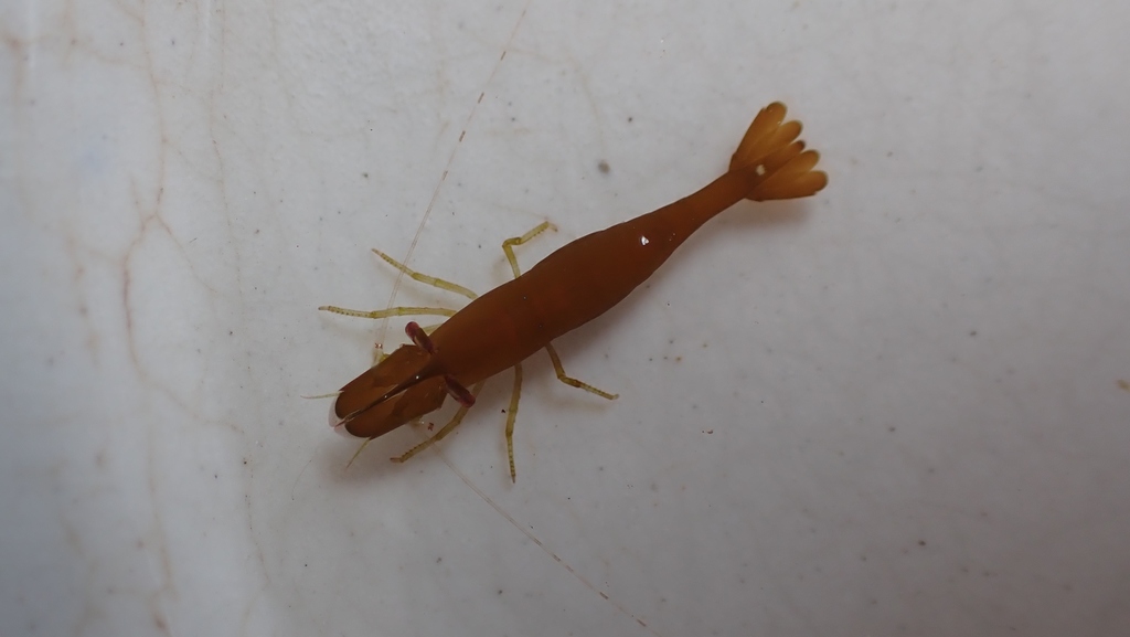 Hippolyte bifidirostris