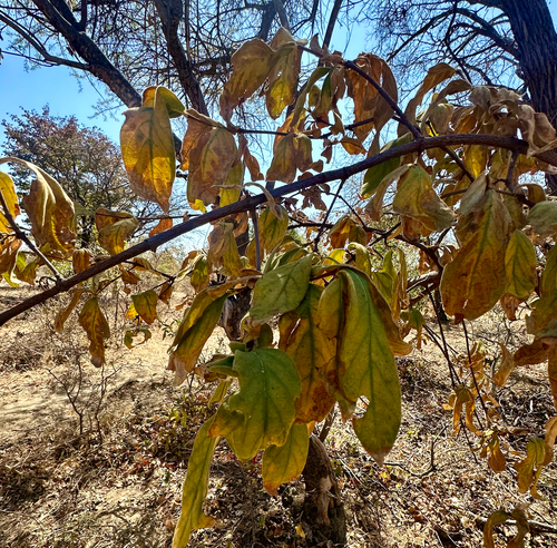 wild-medlar