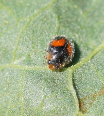 Diomus notescens