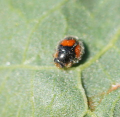 Diomus notescens