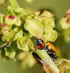 Diomus notescens