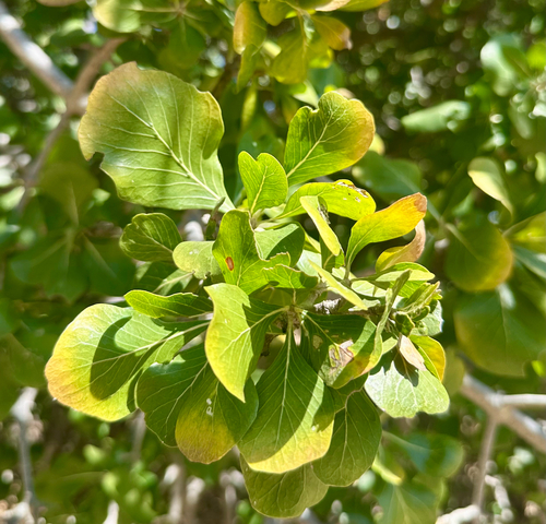 Bushveld Gardenia