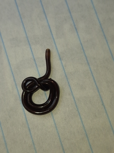 Whitenose Blind Snake