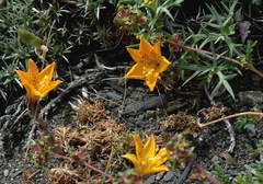 Alstroemeria patagonica