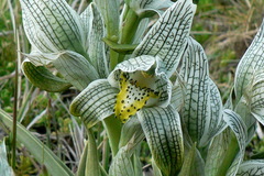 Chloraea magellanica