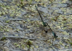 Coenagrion armatum
