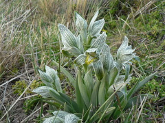 Chloraea magellanica
