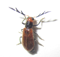 Enopliinae