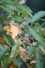 Itea parviflora