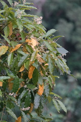 Itea parviflora