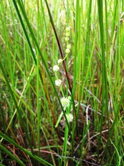 Sparganium subglobosum