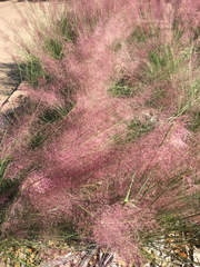 Muhlenbergia arenacea