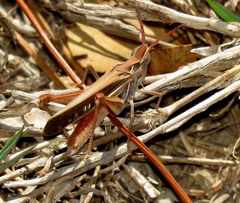 Froggattina australis