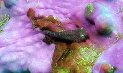 Cochleoceps orientalis