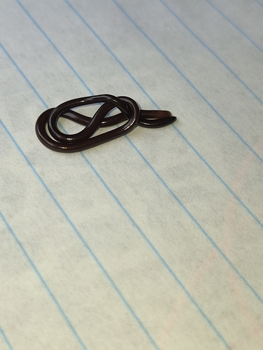 Whitenose Blind Snake