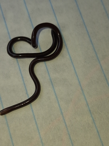Whitenose Blind Snake
