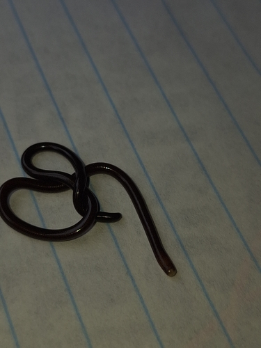 Whitenose Blind Snake