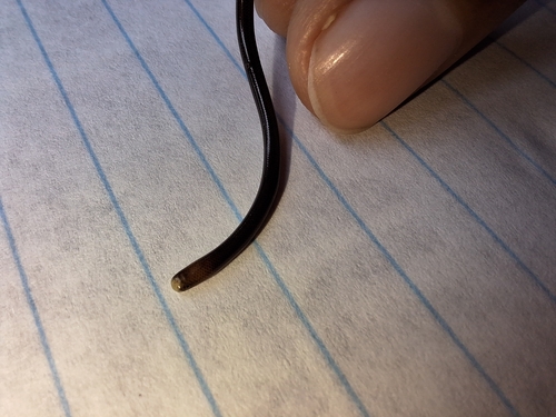 Whitenose Blind Snake