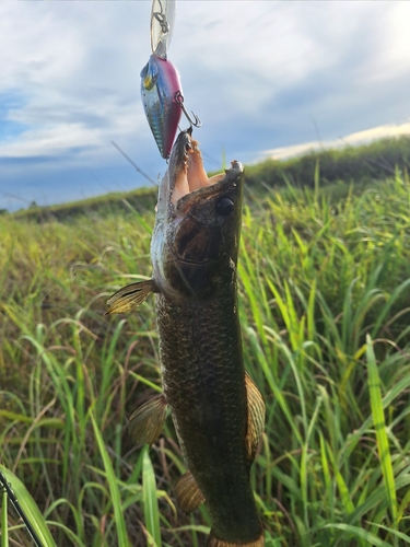 Tiger Fish