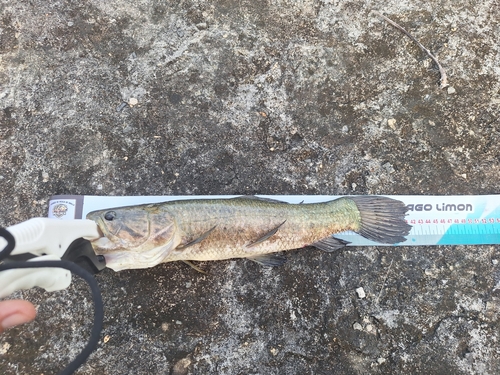 Tiger fish (Hoplias microlepis) — Erythrinidae
