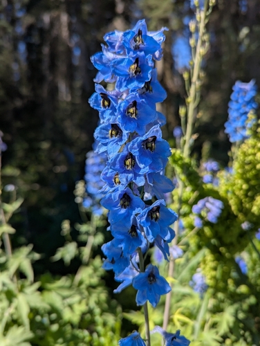 garden delphinium (Delphinium cultorum)