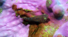 Cochleoceps orientalis