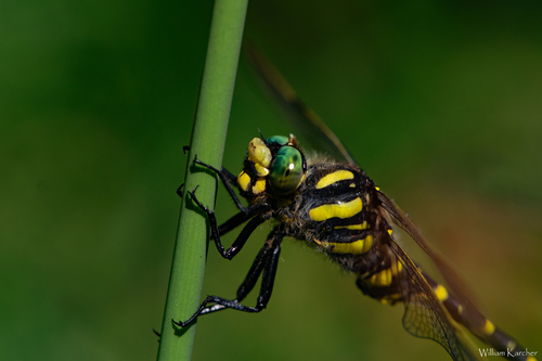 Cordulegaster boltonii