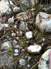 Eleocharis albida