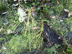 Phlegmariurus billardierei