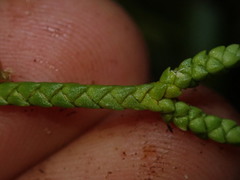 Phlegmariurus billardierei