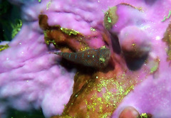 Cochleoceps orientalis
