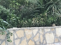 Ruscus