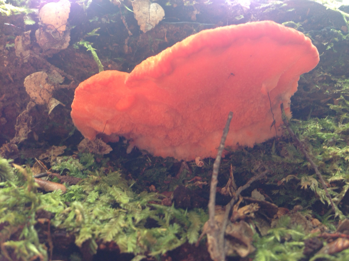 Tyromyces pulcherrimus image