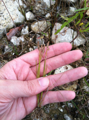 Eleocharis albida