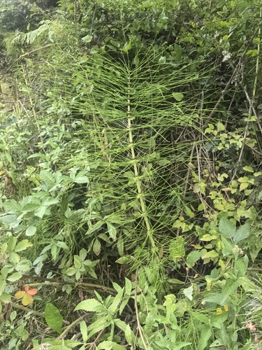 great horsetail