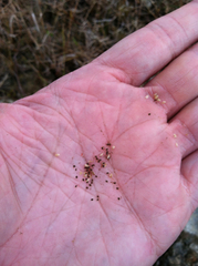 Eleocharis albida