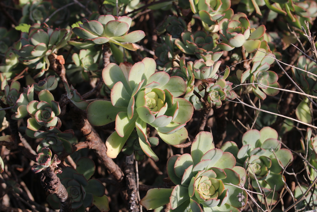 Aeonium gomerense, Santa Cruz de Tenerife, ES-CN, ES
