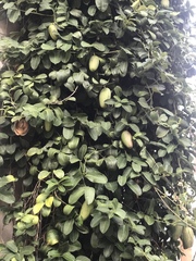 Stephanotis floribunda