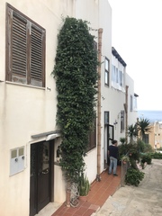 Stephanotis floribunda