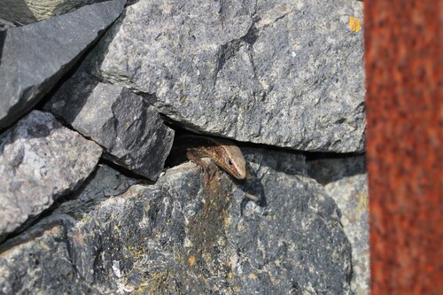 La Gomera Skink, Chalcides coeruleopunctatus