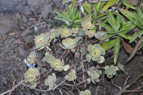 Aeonium gomerense