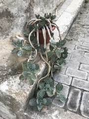 Kalanchoe marmorata